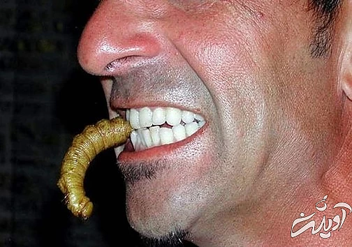 چندش آور ترین غذا های دنیا را بشناسید!/ تصاویر